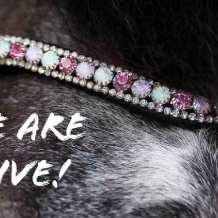 สายคาดหน้าผาก Browbands